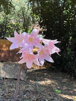 photo of amaryllis